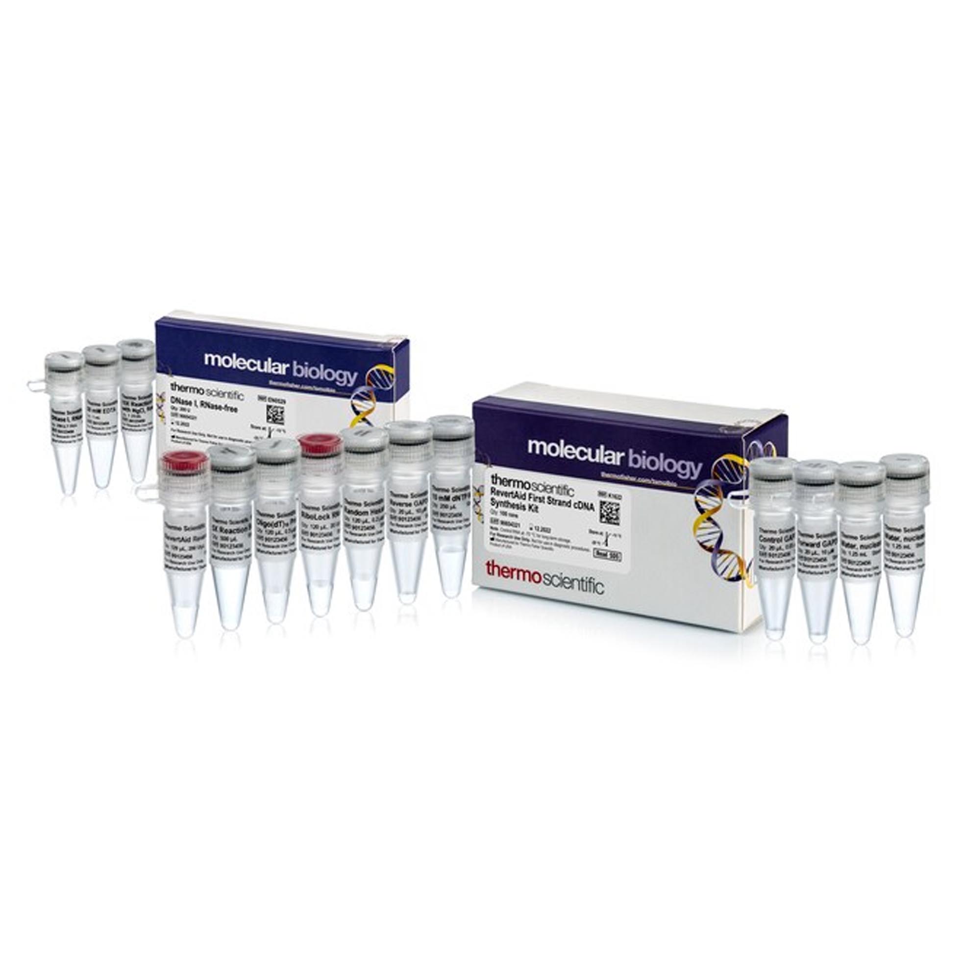 RT逆转录试剂盒（含DNA酶） Thermo Scientific Fermentas RevertAid First Strand cDNA Synthesis Kit